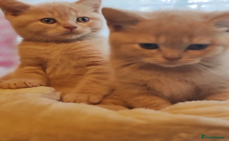 British Shorthair cats - Advert 9