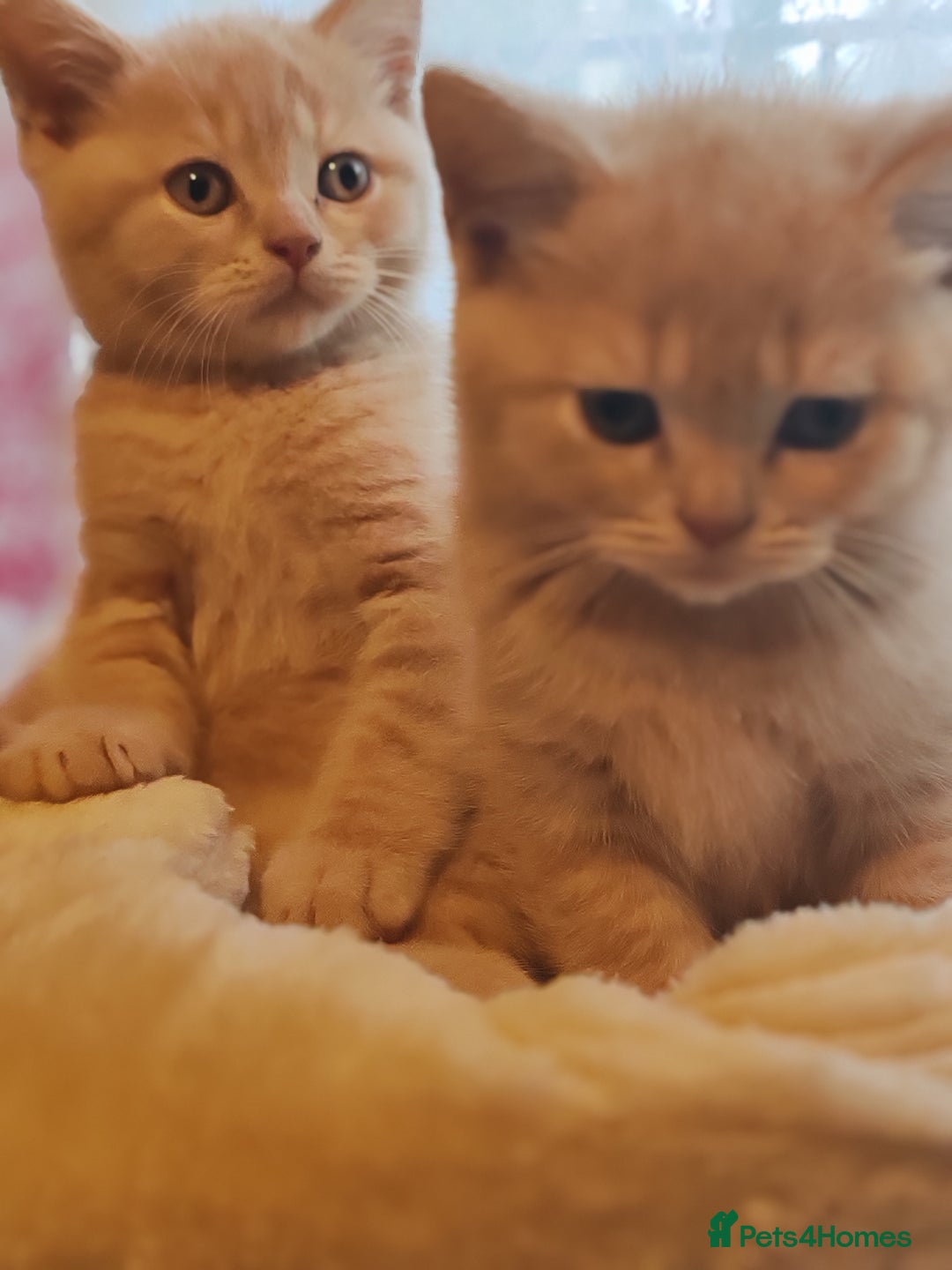 British Shorthair cats for sale: British shorthair kittens  - Image 7