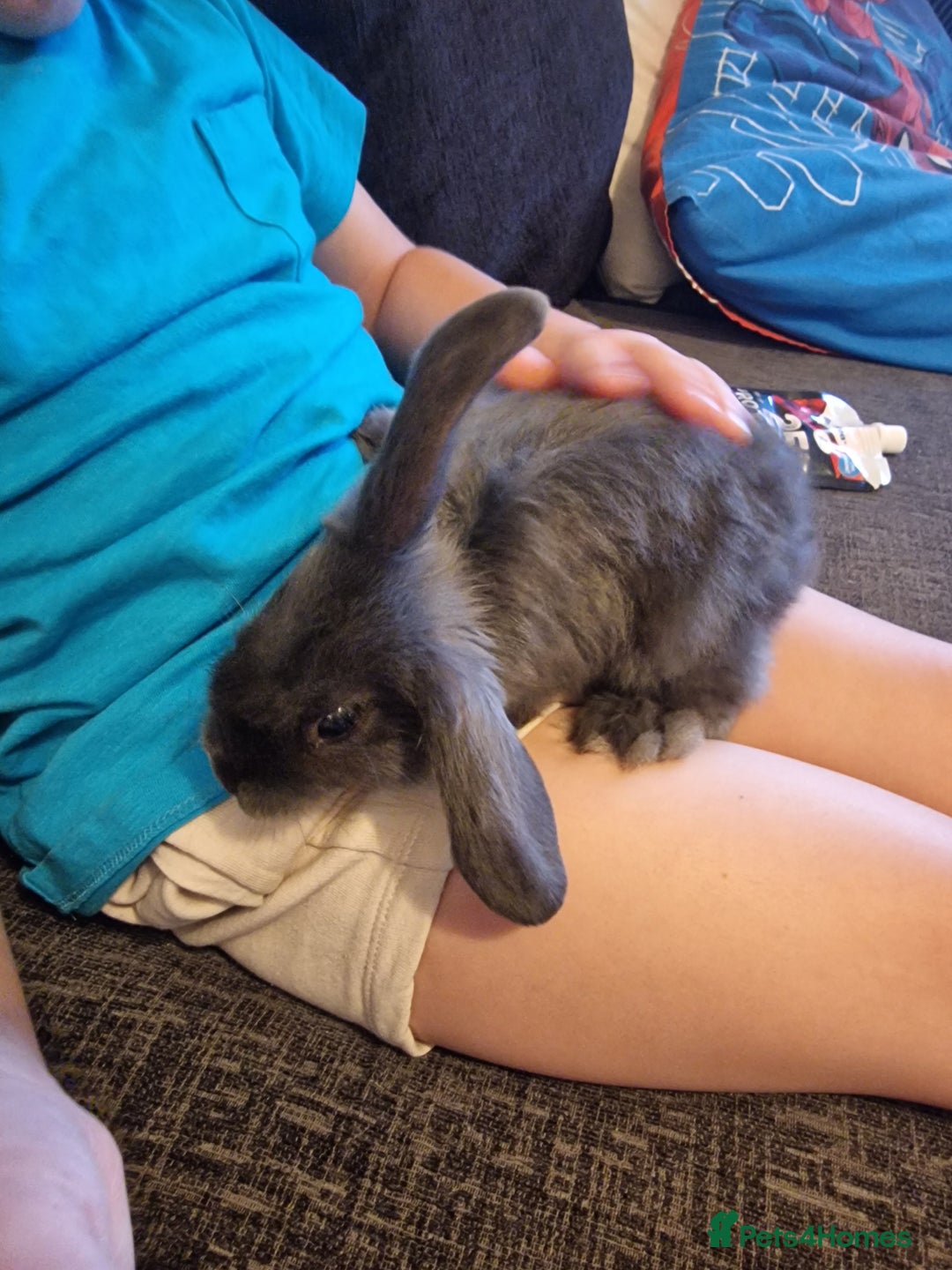 Mixed Breed rabbits for sale: 2 boy rabbits.  - Image 4