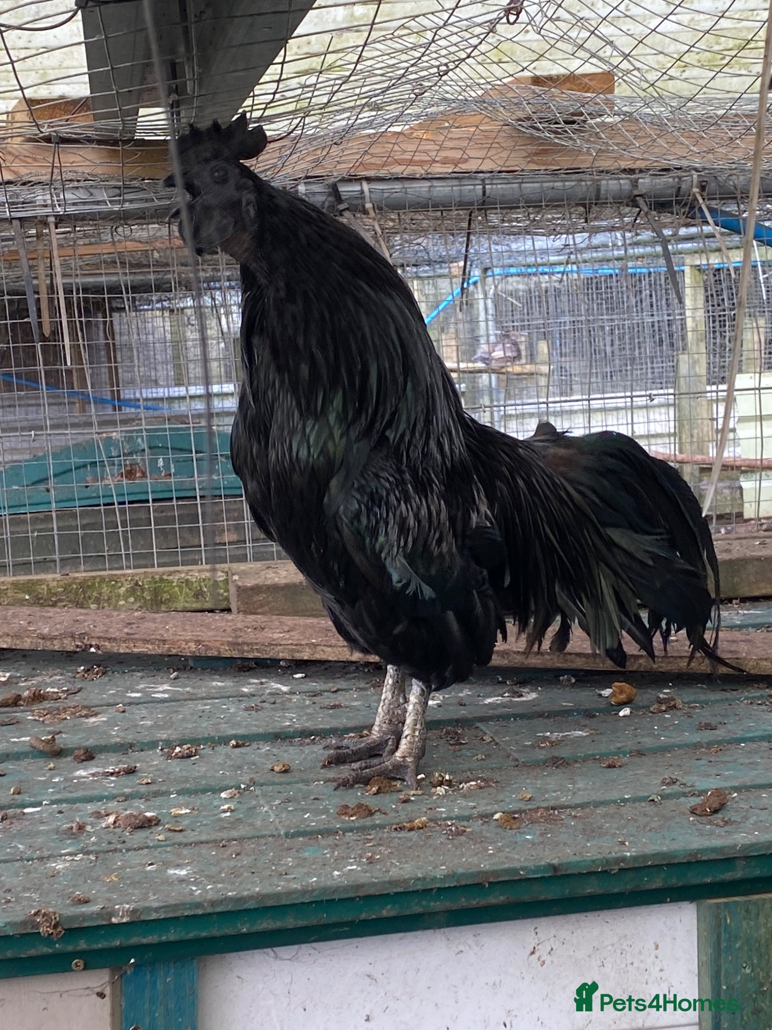 Chickens poultry Ayam cemani chickens - Advert 12