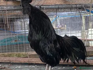 Chickens poultry Ayam cemani chickens - Advert 1