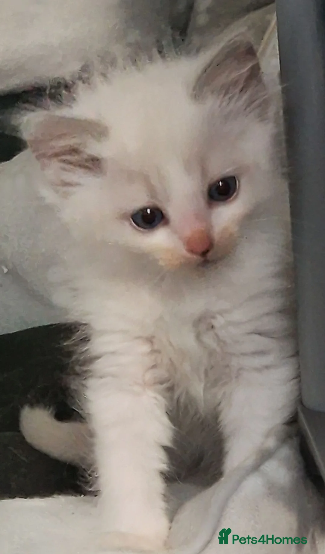 Ragdoll cats for sale: Gorgeous litter gccf registered Ragdolls - Advert 10