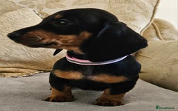 Dachshund dogs for sale: Dachshund puppies ready to leave  - Image 12