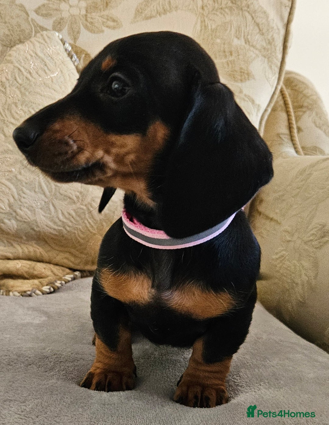 Dachshund dogs for sale: Dachshund puppies ready to leave  - Image 12