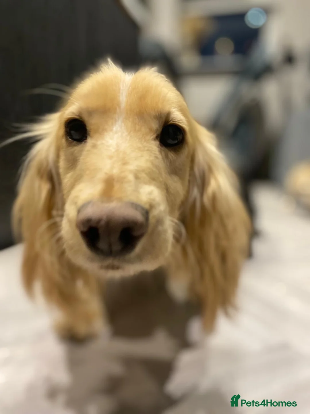 Cocker Spaniel dogs for sale: 🐶 COCKER SPANIEL PUPPIES 🐶  - Advert 11