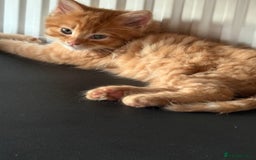 Maine Coon cats for sale: Beautiful mixed breed kittens  - Image 6