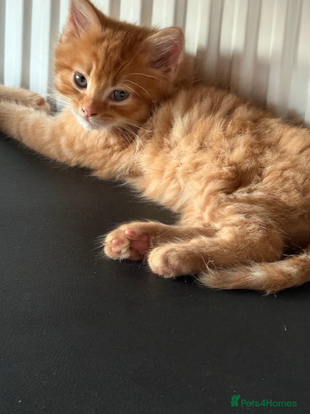 Maine Coon cats for sale: Beautiful mixed breed kittens  - Image 6