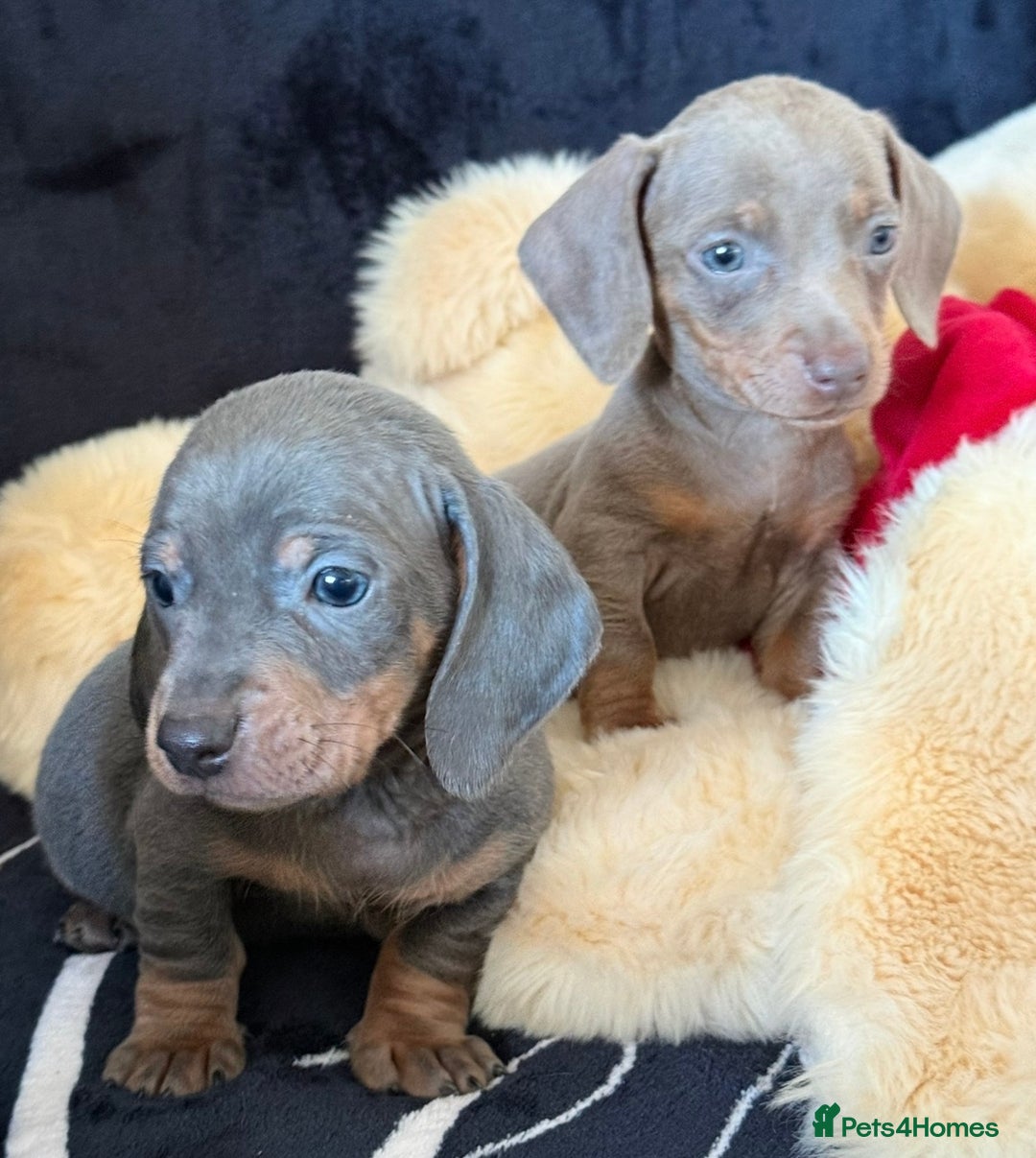 Miniature Dachshund dogs for sale: Beautiful Dachshund Puppies (Males) - Advert 6