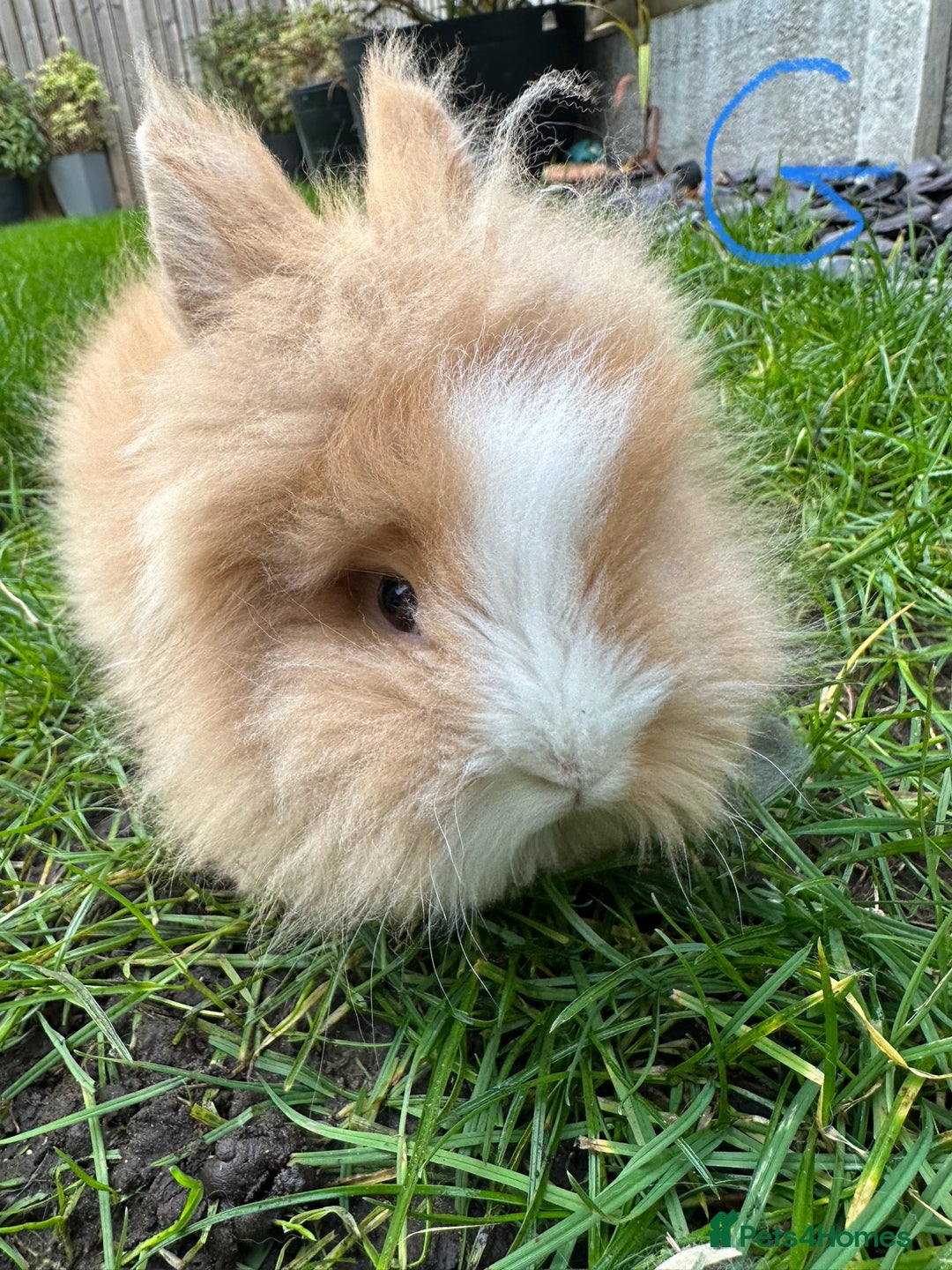 Lionhead rabbits for sale: Lionhead Rabbits For Sale  - Advert 1