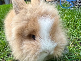 Lionhead rabbits Lionhead Rabbits For Sale - Advert 1