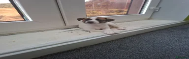 Mixed Breed 3