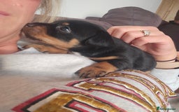 Patterjack dogs for sale: Patterjack - Image 4