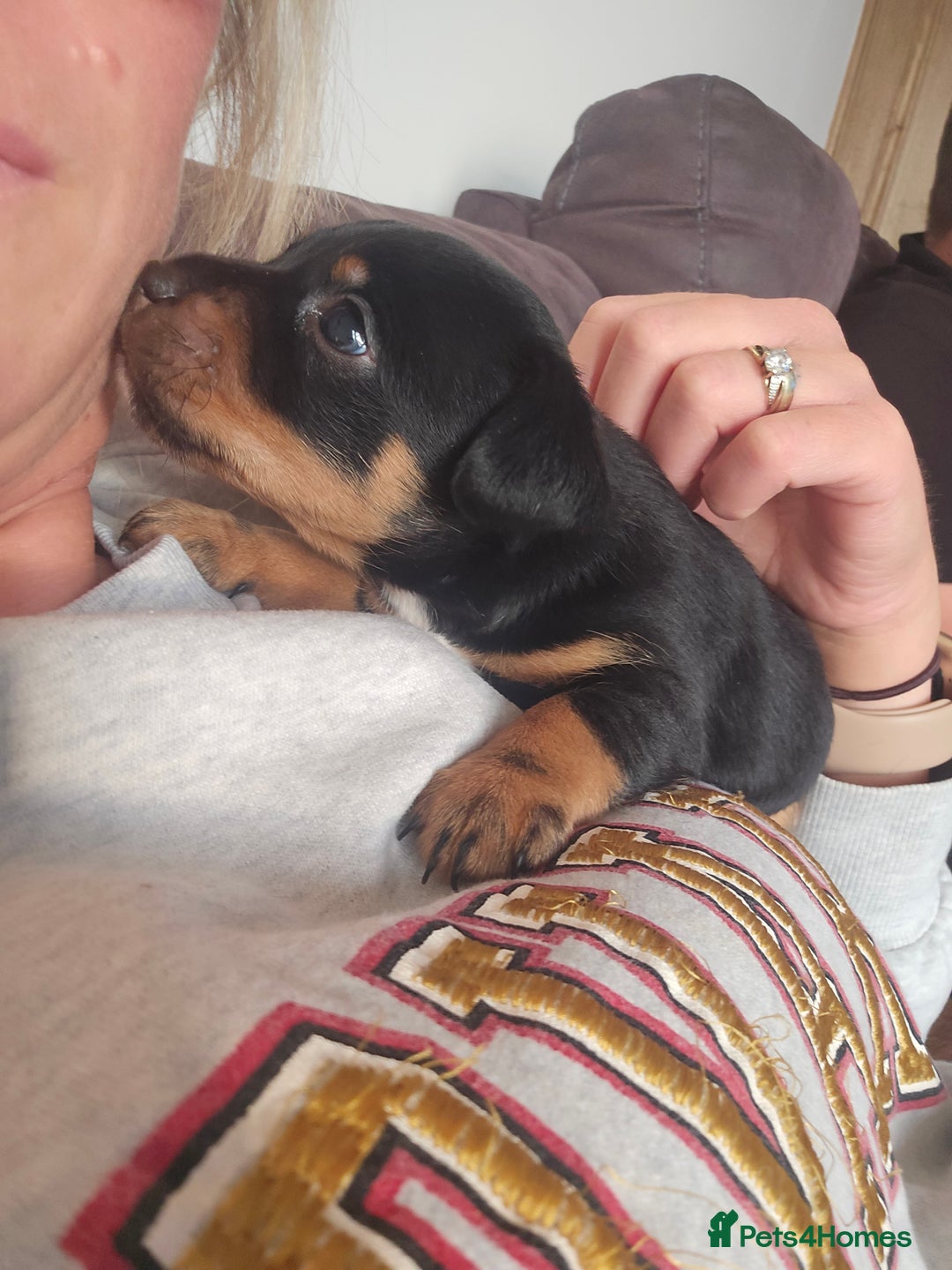 Patterjack dogs for sale: Patterjack - Image 4