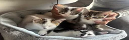 American Shorthair cats for sale: Four Kittens 💖 - Advert 4
