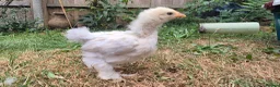 Chickens poultry for sale: Trio of Porcelain Pekin Bantams  - Advert 5