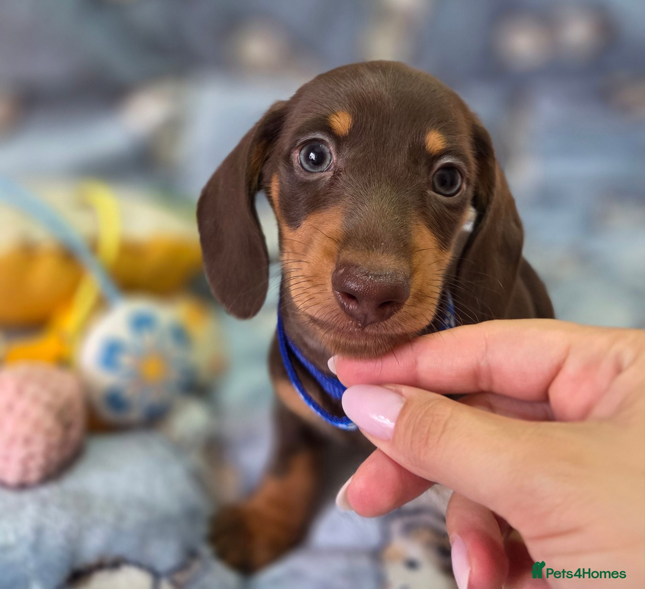 Miniature Dachshund dogs Kc registered Miniature Dachshund  - Advert 2