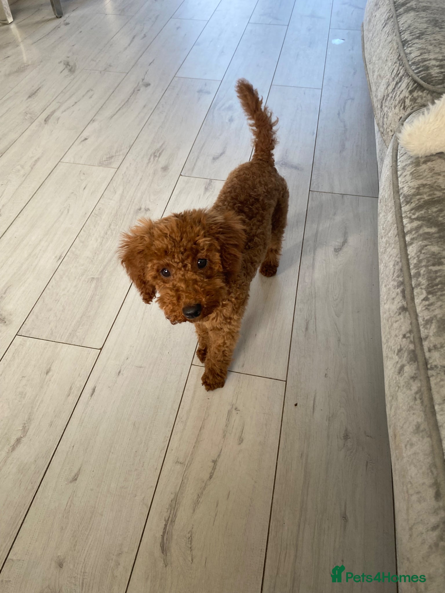 Maltipoo dogs Maltipoo - Advert 3