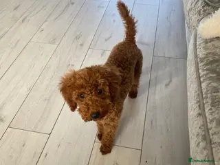 Maltipoo dogs Maltipoo - Advert 1