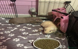 Guinea Pig rodents for sale: 2 female guinea pigs - Image 4