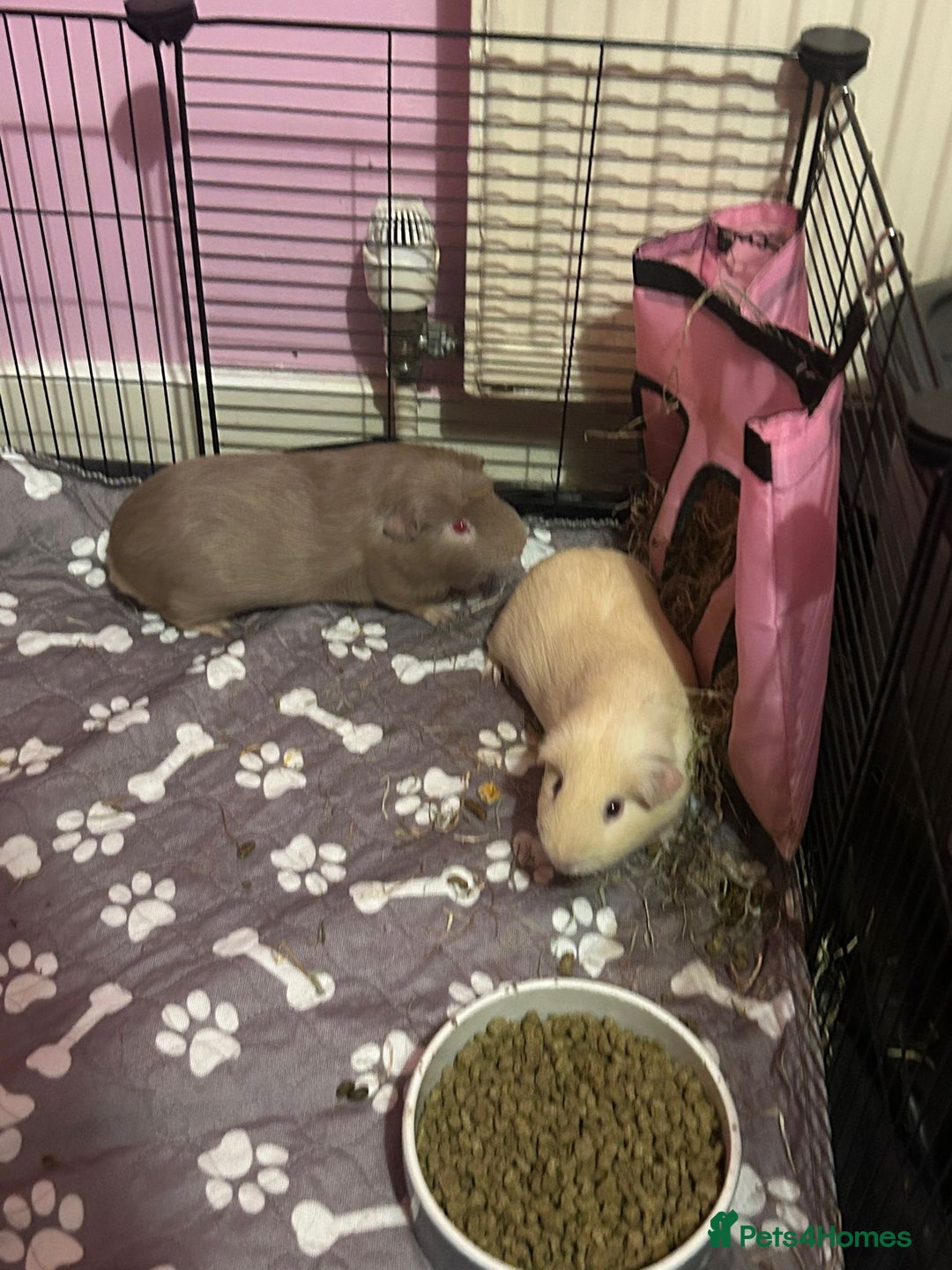 Guinea Pig rodents for sale: 2 female guinea pigs - Image 4