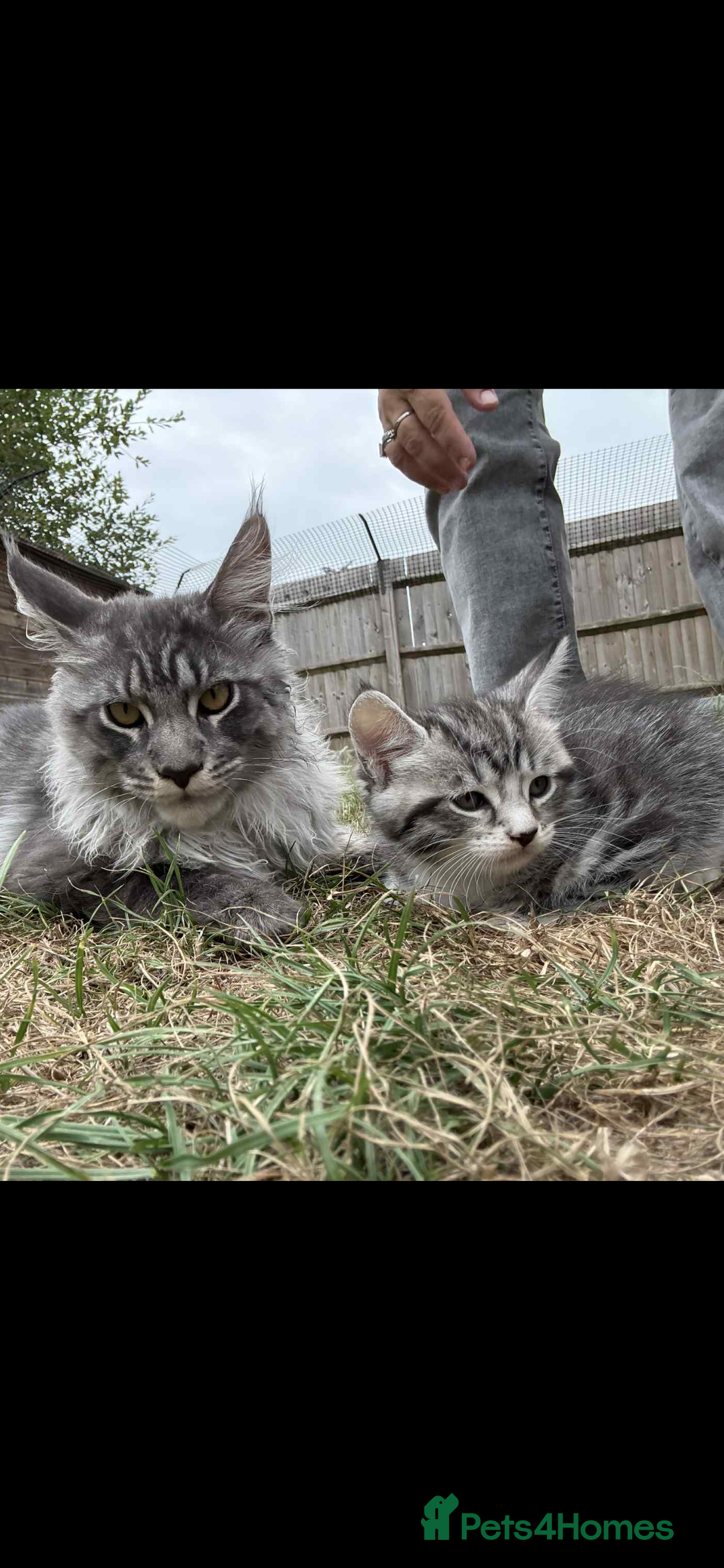 Maine Coon cats for sale: 3/4 mainecoon kittens polydactyl  - Image 1