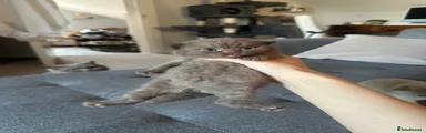 British Shorthair Kitten 1
