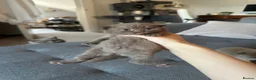 British Shorthair cats for sale: Lilacs and chocolates British shorthair kittens  - Advert 14