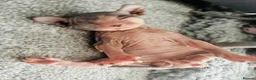 Sphynx cats for sale: Just 2 gorgeous boys left now - Advert 23