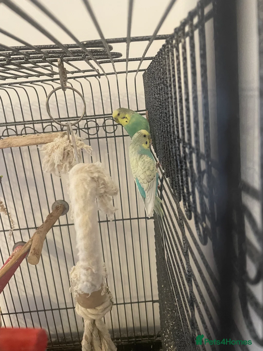 Budgerigars birds for sale: 2 female budgies for sale in Wishaw - Advert 6