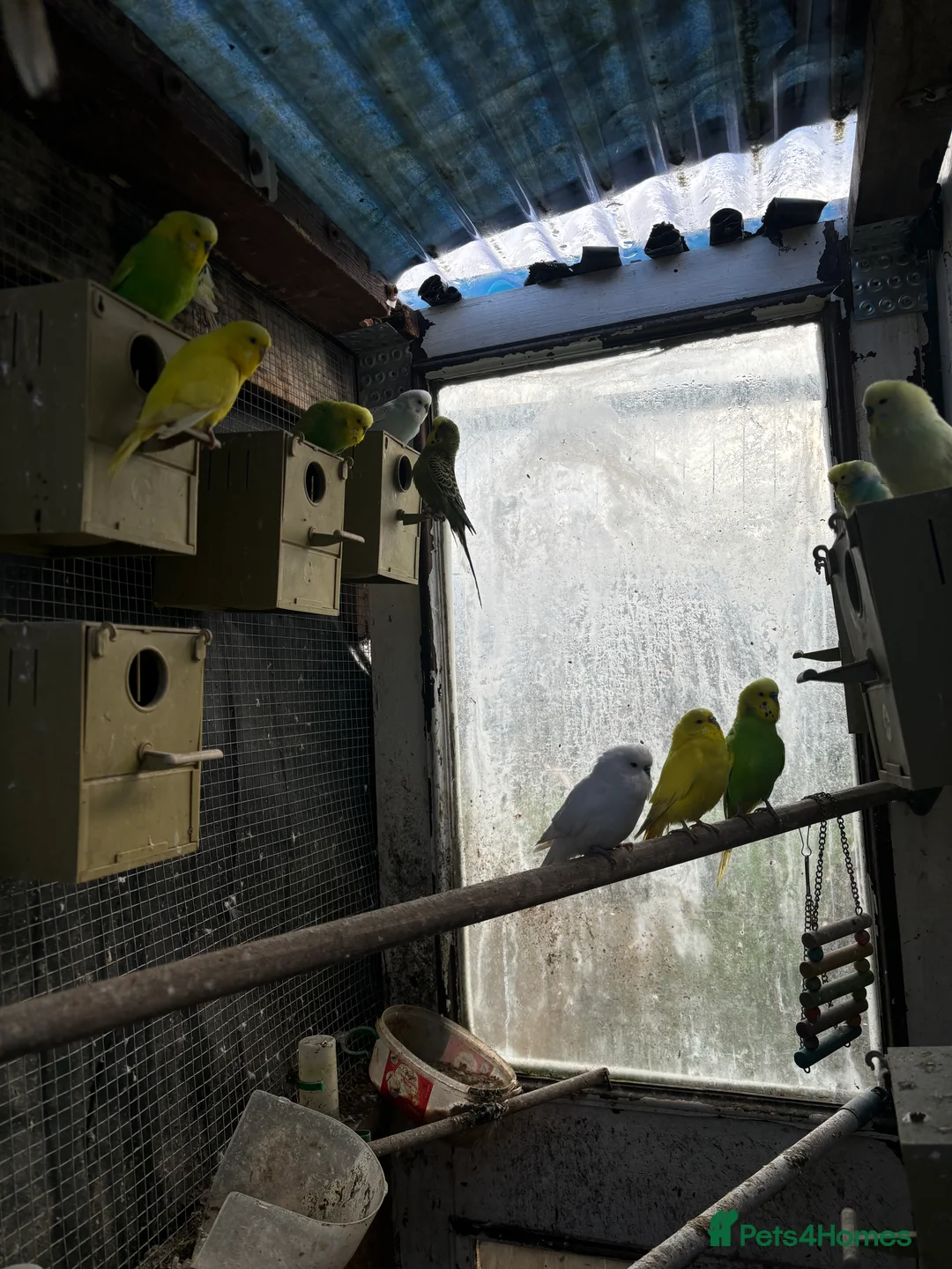 Budgerigars birds for sale: Lovely budggie’s for sale/ beautiful colour  - Advert 1