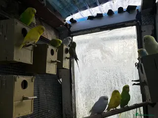 Budgerigars birds Lovely budggie’s for sale/ beautiful colour - Advert 1