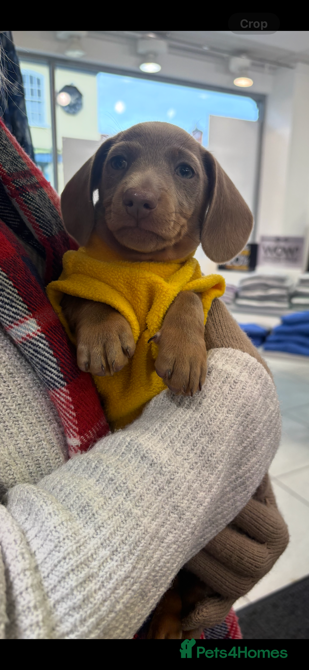 Miniature Dachshund dogs for sale: ISABELLA AND TAN MINIATURE DACHSHUND PUPPIES  - Advert 2