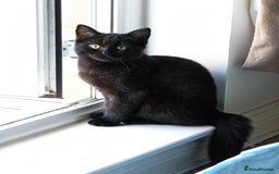 Mixed Breed cats for sale: Persian / British Shorthair Cross, Female Kitten - Image 3