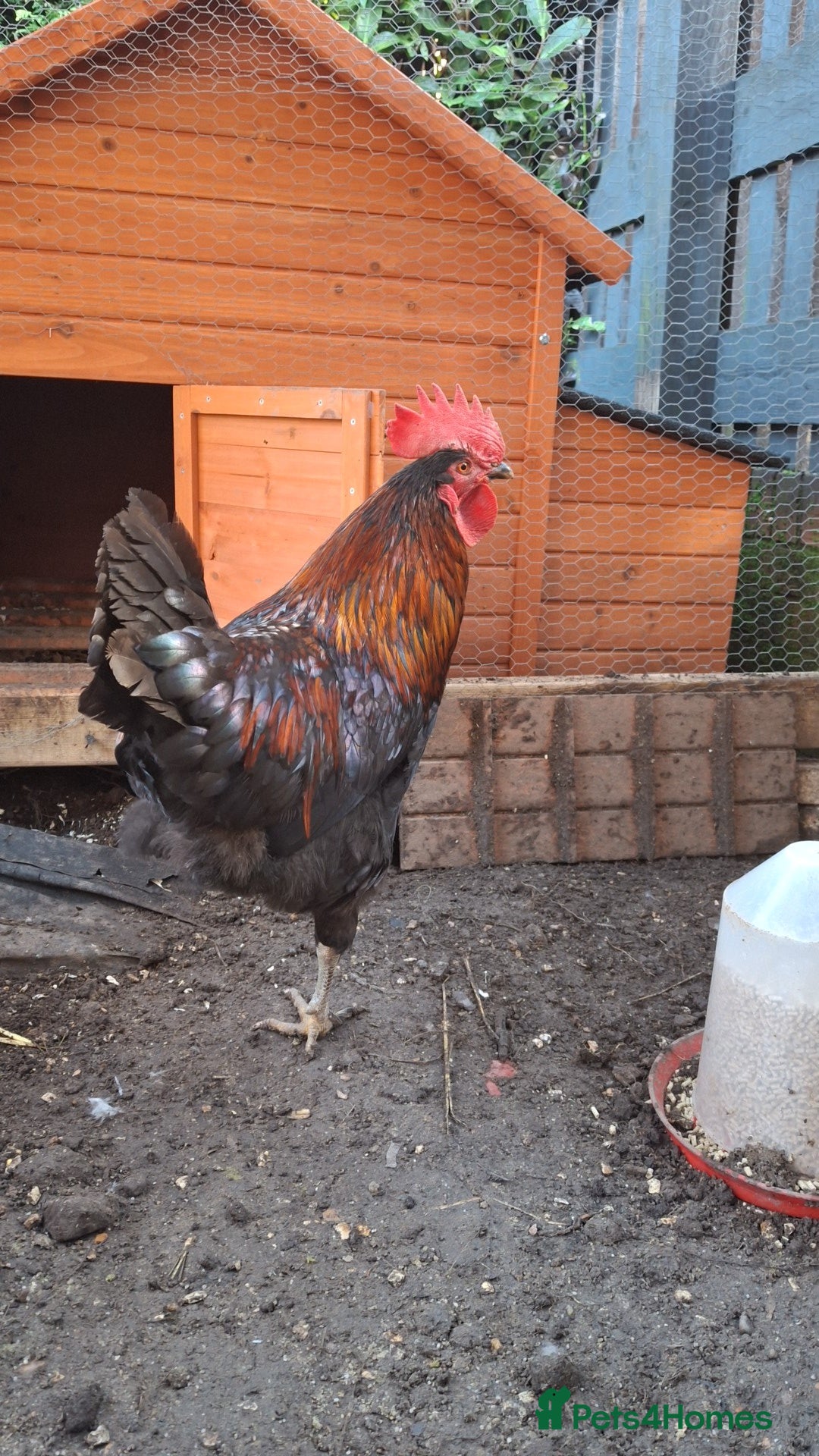 Chickens poultry Cockerel - Advert 18