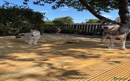 Siberian Husky dogs for sale: LAST Siberian Husky Puppy - Fully Vaccinated - Image 4