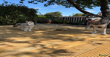 Siberian Husky dogs - Advert 4