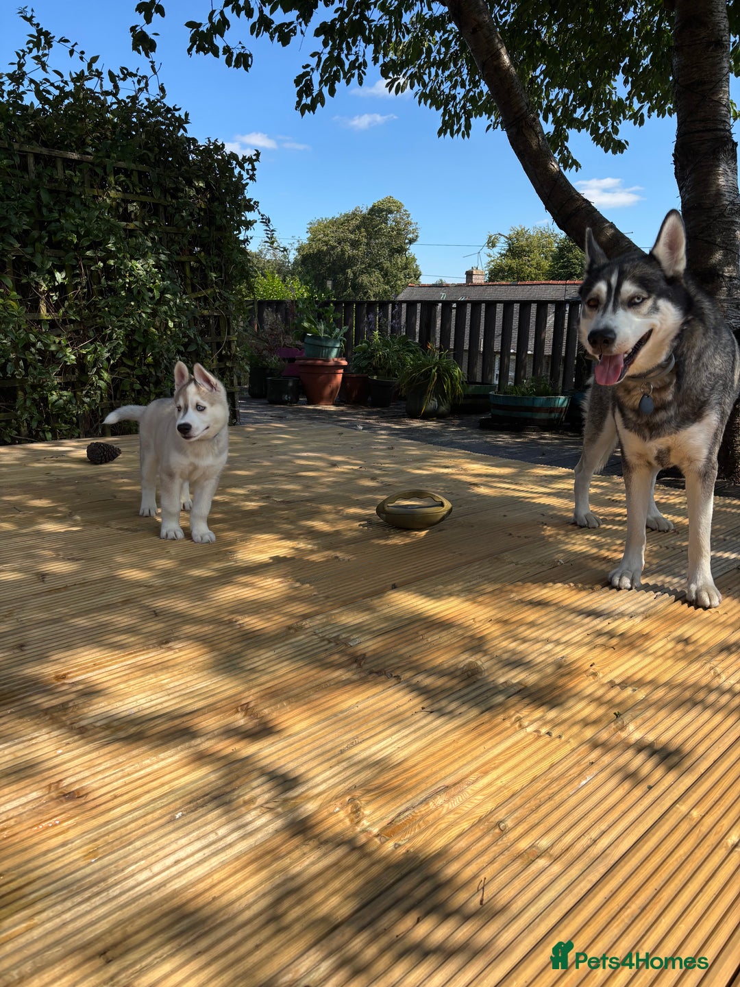 Siberian Husky dogs for sale: LAST Siberian Husky Puppy - Fully Vaccinated - Image 4