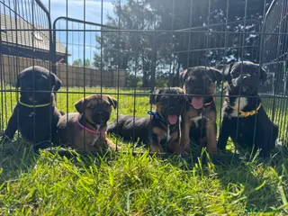 Mixed Breed dogs for sale: Border terrier cross jack russels for sale - Advert 1