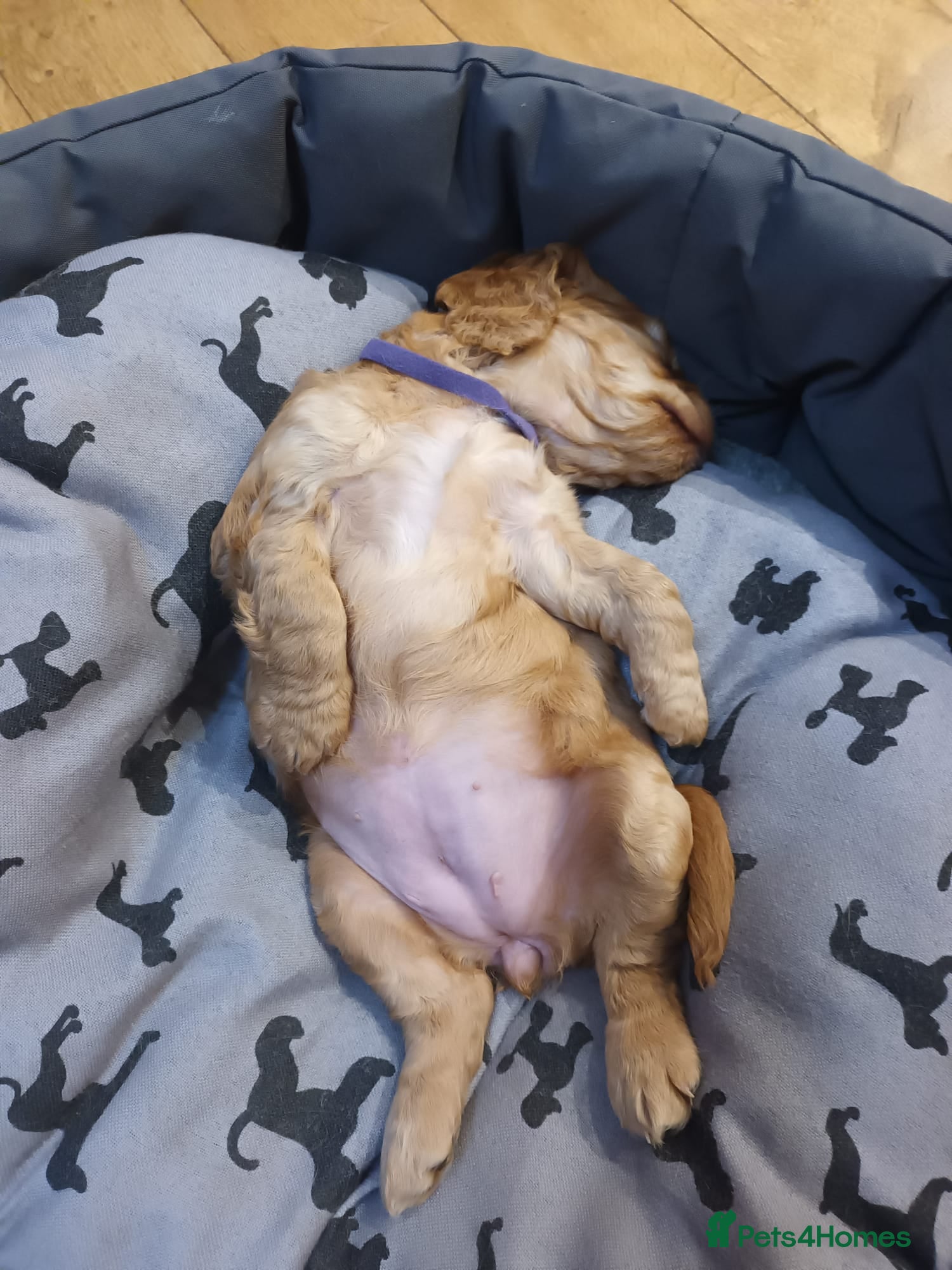Cocker Spaniel dogs KC REGISTERED WORKING COCKER SPANIEL PUPPIES  - Advert 2