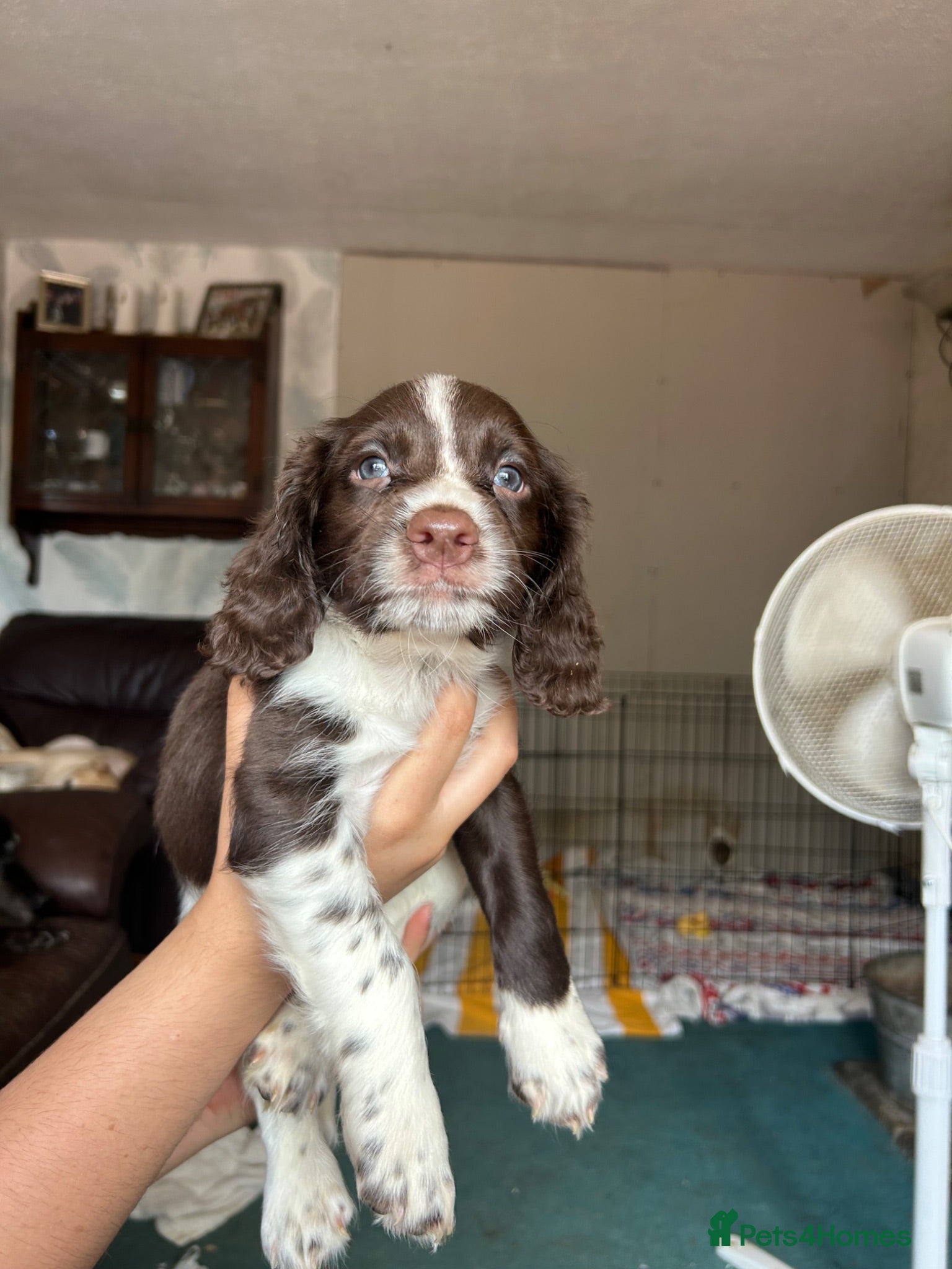 Sprocker dogs * last little boy left*  Sprocker Puppies  - Advert 2