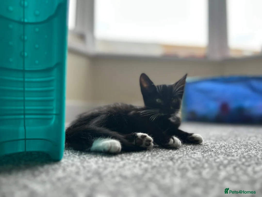 Domestic Shorthair cats for sale: Male Kitten - Advert 1