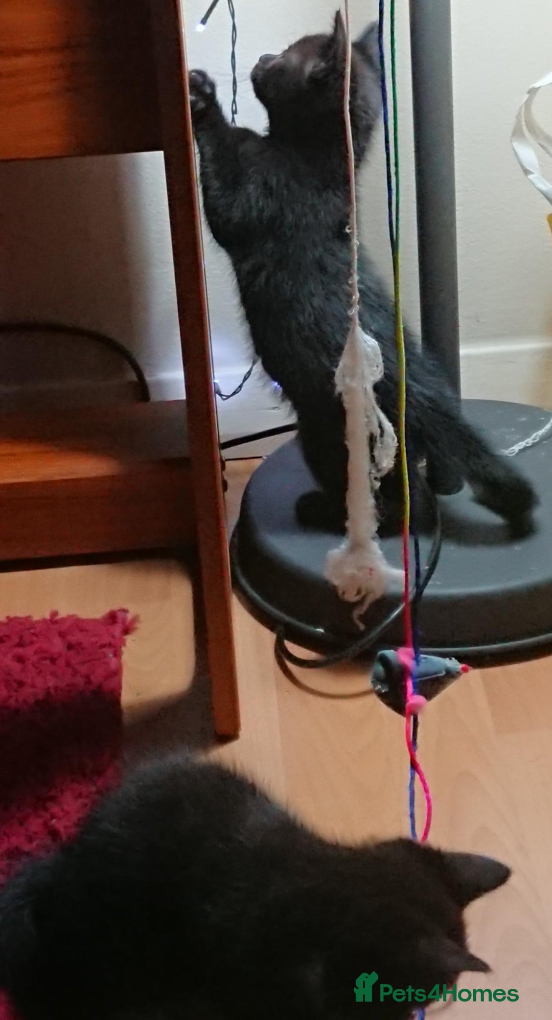 Mixed Breed cats for sale: Beautiful litter of 5 kittens 3 girls 2 boys - Advert 11