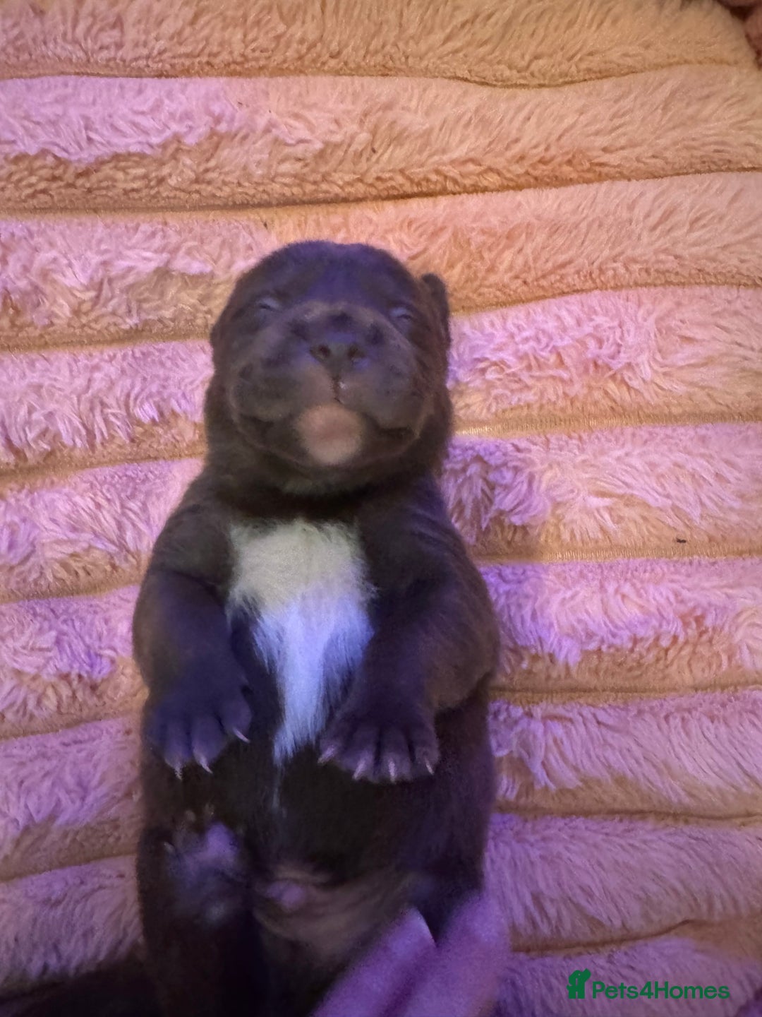Mixed Breed dogs for sale: Shar Pei cross breed X Labrador Puppies  - Advert 24