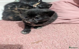 Mixed Breed cats for sale: Kittens for sale - Image 2