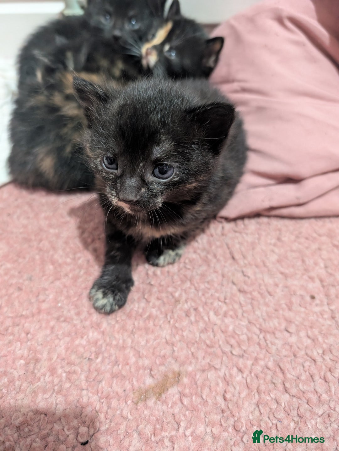 Mixed Breed cats for sale: Kittens for sale - Image 2