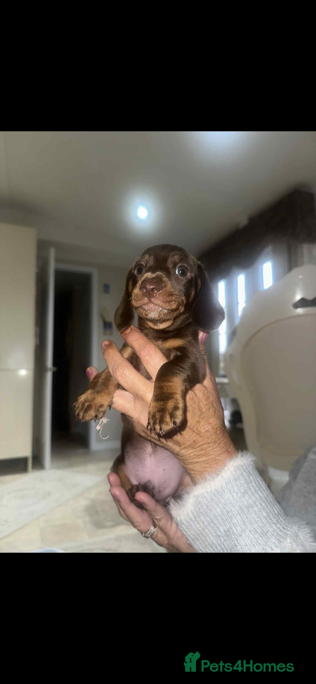 Dachshund dogs for sale: Smooth haired dachshunds for sale Tiverton devon - Image 8