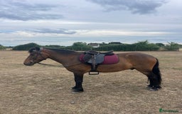 Dartmoor horses for sale: Teddy - Image 2