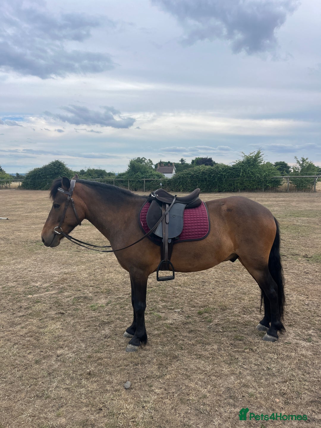 Dartmoor horses for sale: Teddy - Image 2