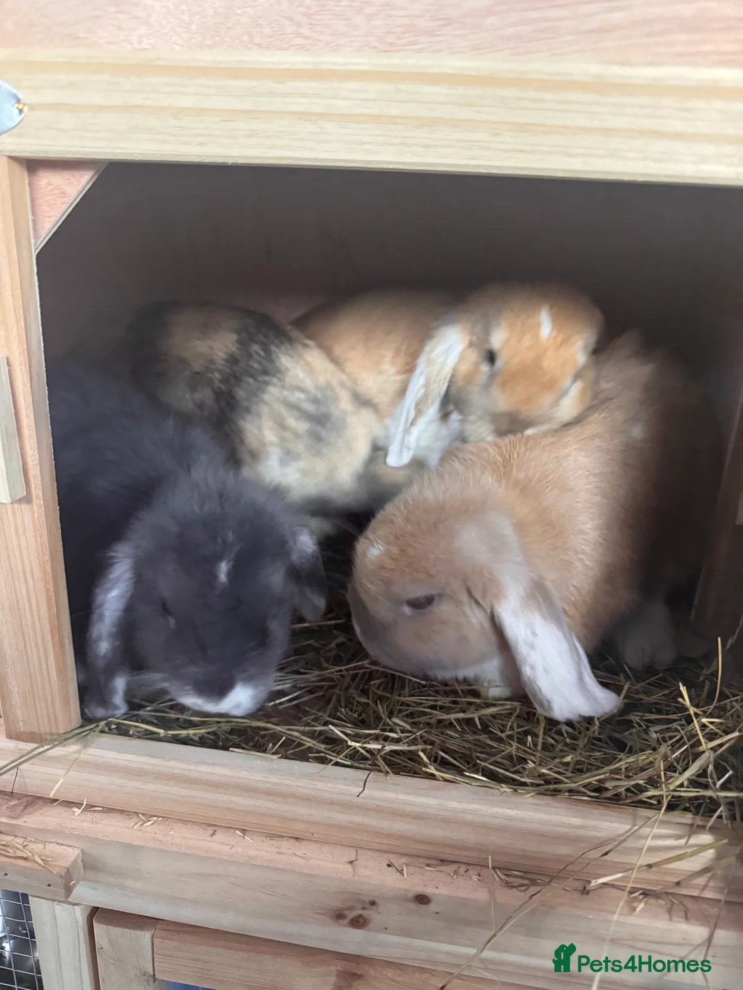 Mixed Breed rabbits for sale: Mini Lop cross rabbits for sale  in Leicester - Advert 8