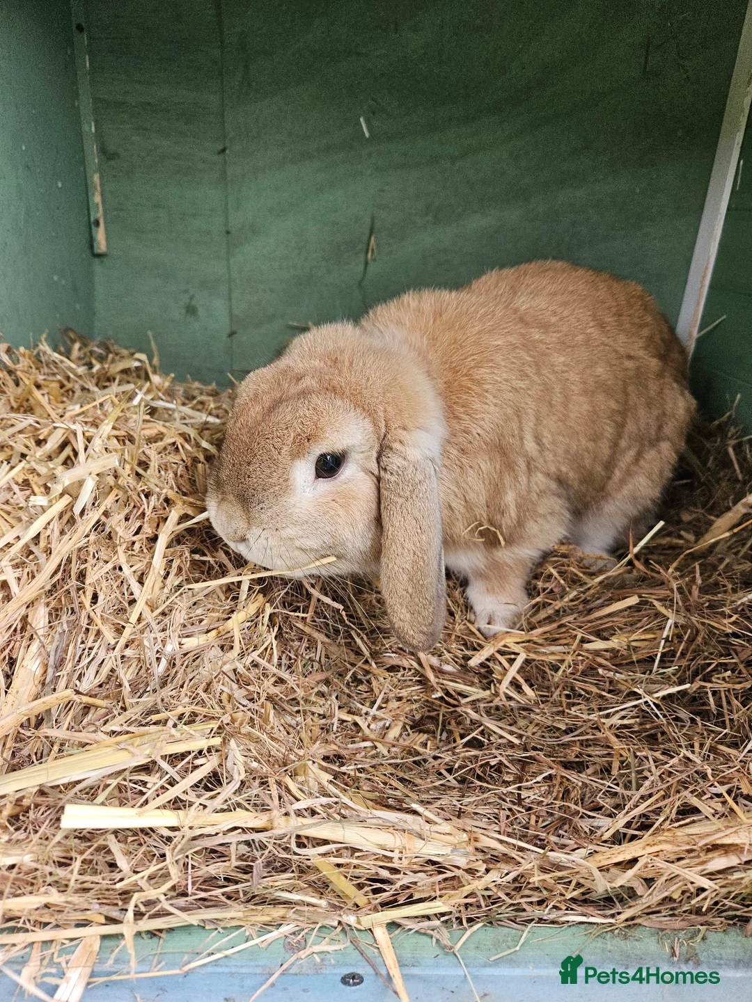 Mini Lop rabbits for sale: Lop boy - Advert 3